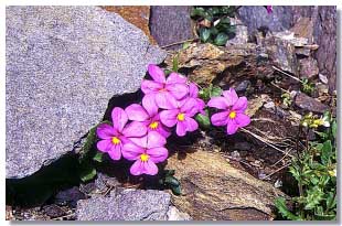 La Viola di Comolli (Foto di D.Negri)