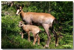 Mamma camoscio e un piccolo "Bambi"