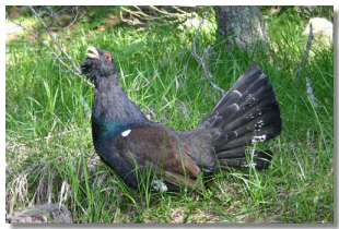 Il Gallo Cedrone, specie in pericolo d'estinzione
