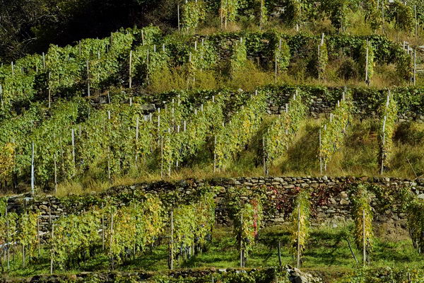 Terrazzamento di vigneti (foto R. Moiola) Terrazzamento di vigneti (foto R. Moiola)