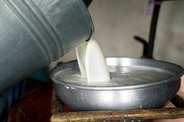 Lavorazione in alpeggio del formaggio (foto R. Moiola)
