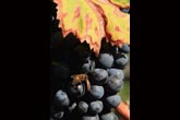 Ape su grappolo di uva Nebbiolo (foto R. Moiola)