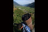 Vendemmia ad Ardenno in Valtellina (foto R. Moiola)