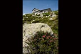 Rododendri nei pressi del rifugio Albigna (foto L. Vezzoni)