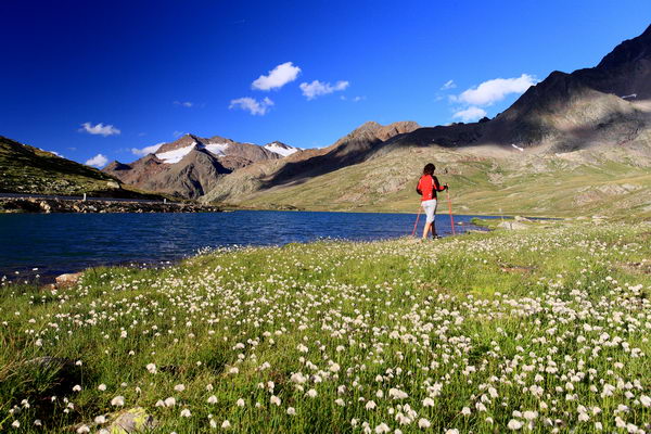 Eriofiori e laghetto alpino al Passo Gavia (foto R. Moiola) Eriofiori e laghetto alpino al Passo Gavia (foto R. Moiola)
