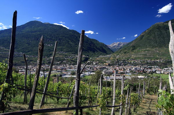 I vigneti sul versante orobico e sullo sfondo la città (foto R. Moiola) I vigneti sul versante orobico e sullo sfondo la città (foto R. Moiola)
