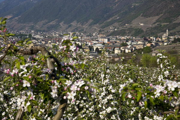 Meleti in fiore sopra l'abitato di Tirano (foto R. Moiola) Meleti in fiore sopra l'abitato di Tirano (foto R. Moiola)
